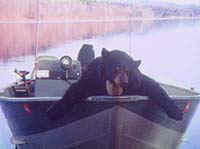 Bear 